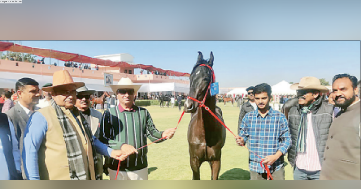 2-day Marwari horse show begins in Jodhpur